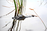 Alligator In The Everglades