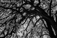 Curved Branches IR wm