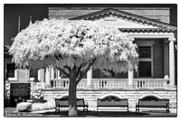 Three Benches and A Tree IR wm