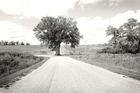 Tree in the Middle of the Road 4 NYIP