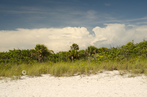 Beautiful Beach Brush