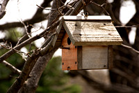 Birdhouse in a Tree